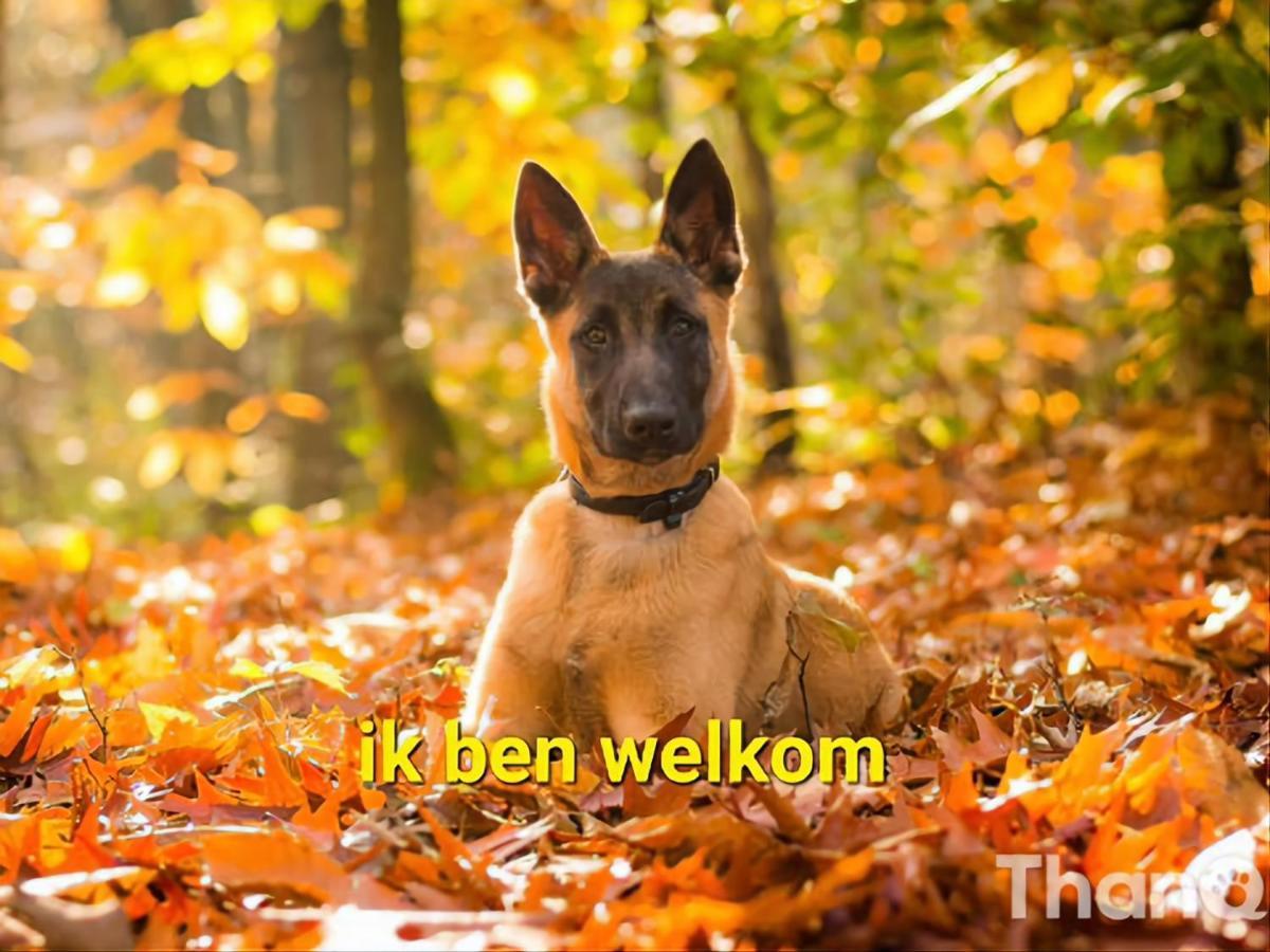 Вилла Leuk Chalet Te Huur In Putten, Honden Van Harte Welkom, Alleen Voor Recreatie Экстерьер фото